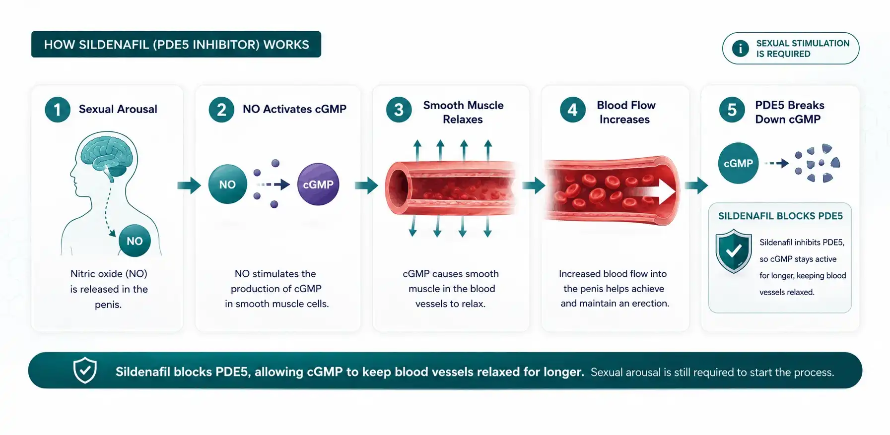 Diagram showing how sildenafil blocks the PDE5 enzyme to improve blood flow and support an erection